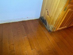 Mold Testing